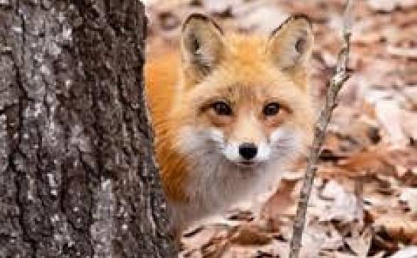 a photo of a fox behind a tree